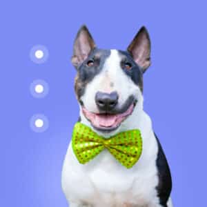 Bullterrier skin diseases