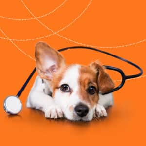 Canine skin emergencies course
