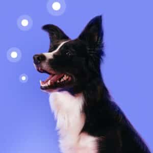 Collie skin diseases