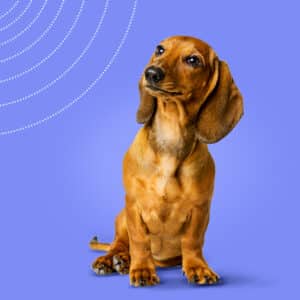 Dachshund skin diseases