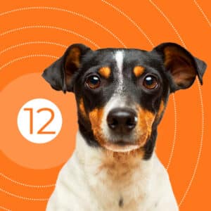 Dozen of pruritic dog course