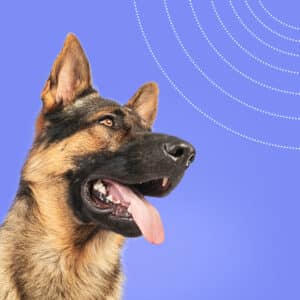 German Shepherd skin diseases — part II