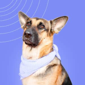 German Shepherd skin diseases — part I