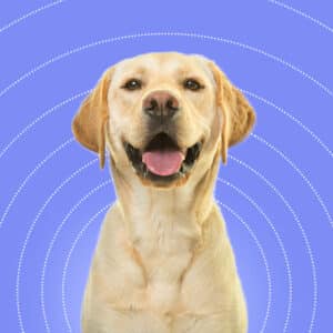 Labrador skin diseases