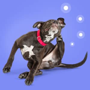 Pruritic dog: diagnostic algorithm
