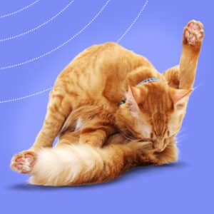 Self-induced alopecia in cats