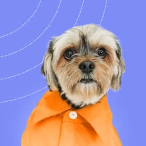 Yorkshire terrier skin diseases