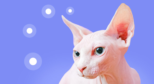 Sphynx cat skin diseases - learnvetderm.com