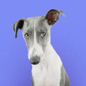 Free webinar: Itchy dog — how not to mess up?
