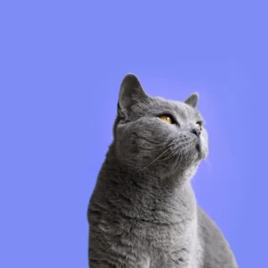 Feline Dermatology School